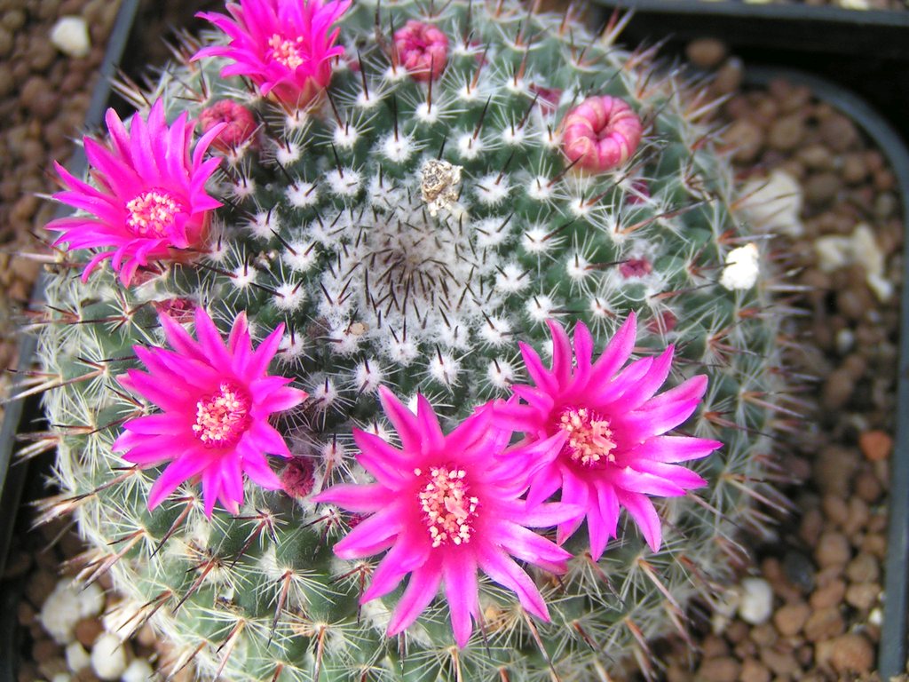 Mammillaria orcutii